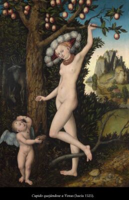 C6 Cranach 05