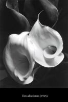 F6 Imogen Cunningham 01