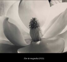 F6 Imogen Cunningham 05
