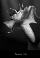 F6 Imogen Cunningham 07