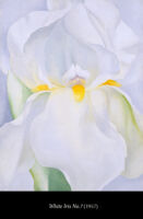 C6 Georgia Flowers 01